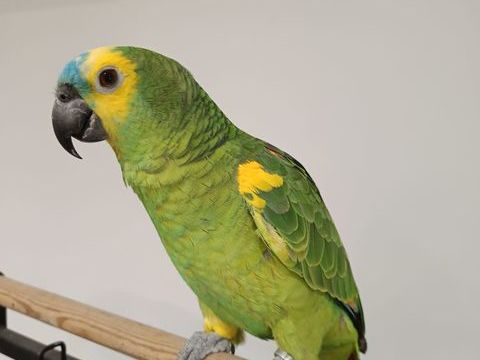 Perroquet amazone &agrave; front bleu 900 69320 Feyzin