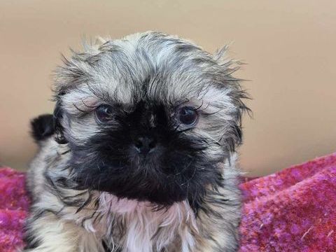 A r&eacute;server  chiots shih tzu 800 17430 Cabariot