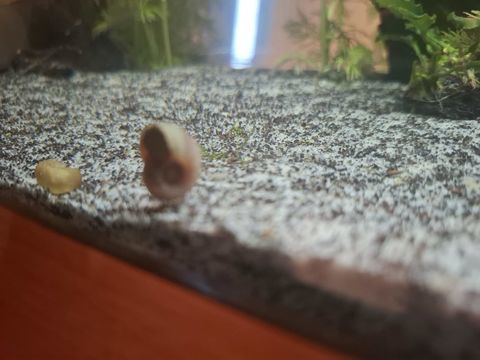 Planorbes 1 83460 Les arcs