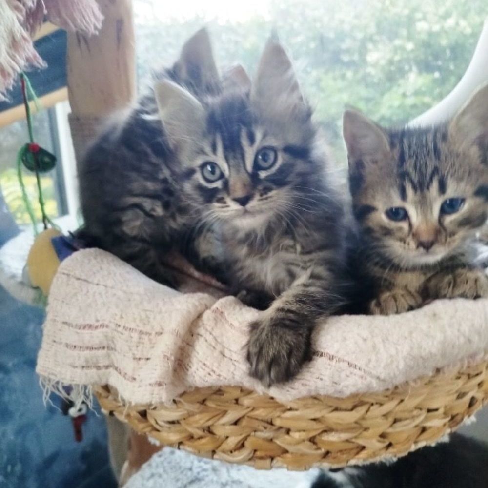   chaton maine coon / européen 