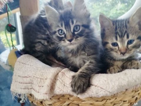 chaton maine coon / europ&eacute;en 400 14000 Caen
