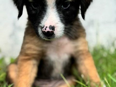 Baya, la belle louloute 300 22000 Saint-brieuc