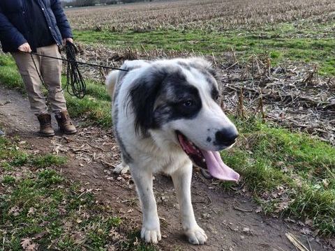 M&acirc;le alabai kangal 0 45600 Saint-p�re-sur-loire