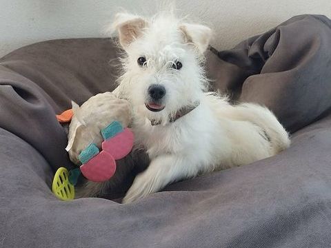 ANIS la malice 300 53000 Laval