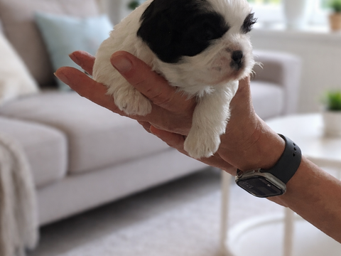 &Agrave; r&eacute;server chiot 1500 76430 La remu�e