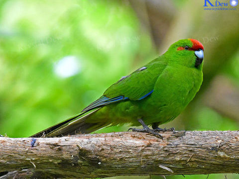 oiseau kakariki 0 86100 Ch�tellerault