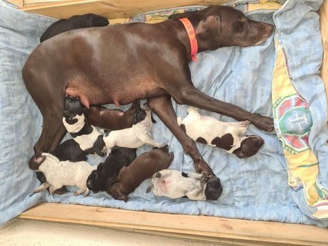 CHIOTS BRAQUE ALLEMAND 800 41220 Dhuizon