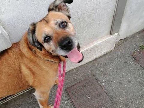 Chien ATTHILA &agrave; l adoption 100 26000 Valence