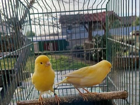 canaris 20 42140 Chazelles-sur-lyon