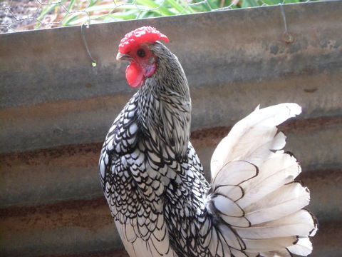 COQ s&eacute;bright 2025 10 44410 Assérac