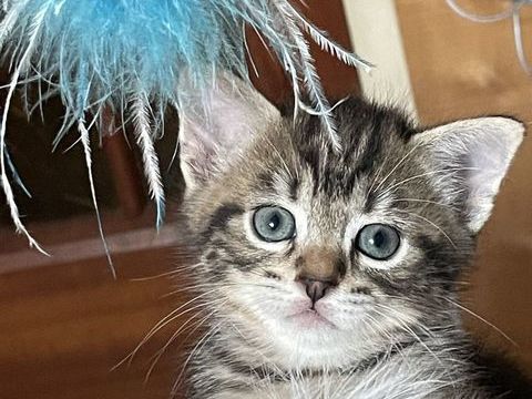Don de 3 chatons, 2 m&acirc;les et 1 femelle 0 21220 Quemigny-poisot