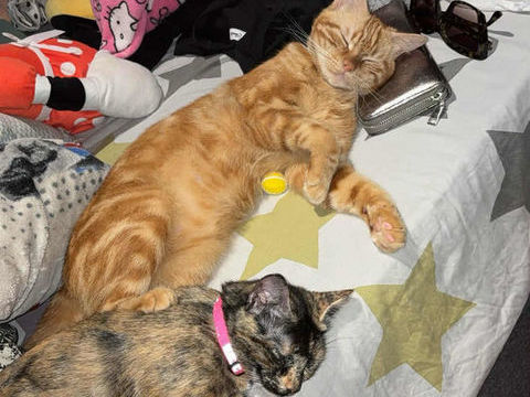 Deux chats abandonnés à adotper ensembles 0 34500 Bziers