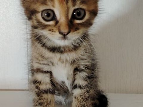  chaton Bengal europ&eacute;en 
0 64140 Lons