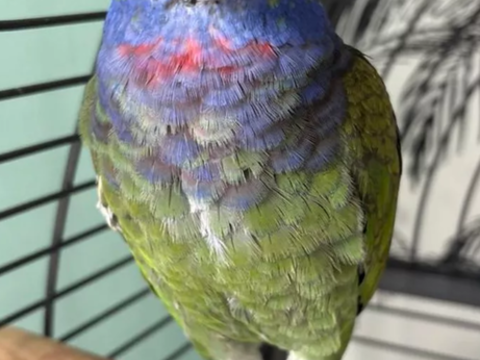 Pionus menstrus ou pione a t&ecirc;te bleue 200 35800 Dinard