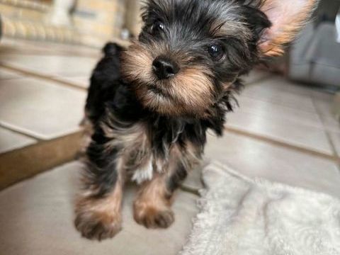 Chiots Yorkshire Biewer 1300 62500 Clairmarais