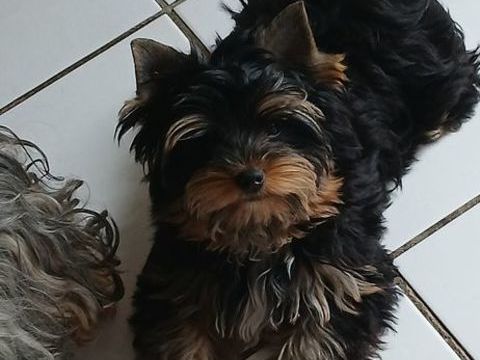 Yorkshire terrier 1200 49700 Doué-la-fontaine