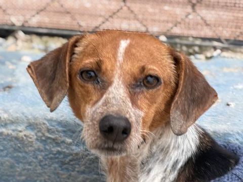 ALISON 320 27620 Gasny