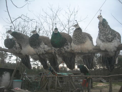 volaille 70 24600 Rib�rac