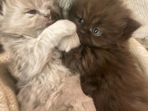 2 adorables chatons &agrave; adopter 0 69008 Lyon