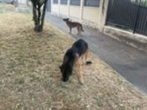   Don Berger Allemand  mal et malinois croisée femelle  