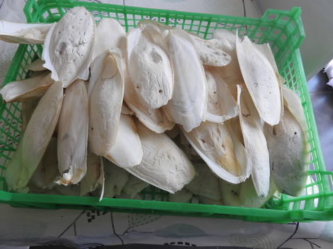 os de seiche 1kgs 6 35410 Domloup