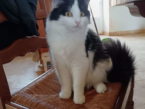 Wakan, chat noir et blanc &agrave; adopter 200 18210 Bessais-le-fromental