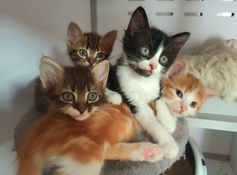 Chatons mignons et adorables 250 82190 Miramont-de-quercy