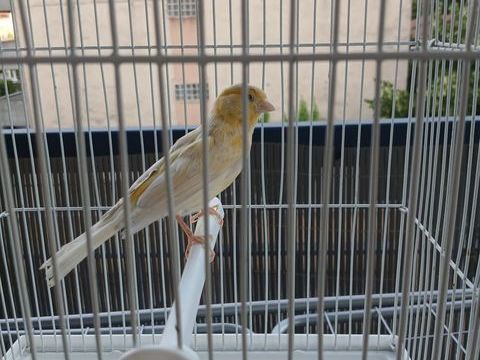 Canaris males et femelles 35 26100 Romans-sur-isère