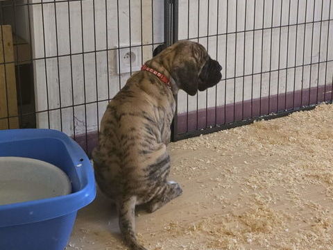 Chiots dogue allemand 1200 83136 N�oules