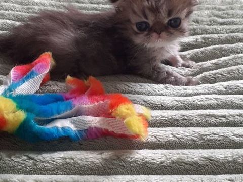 Chaton Persan
1080 67240 Gries