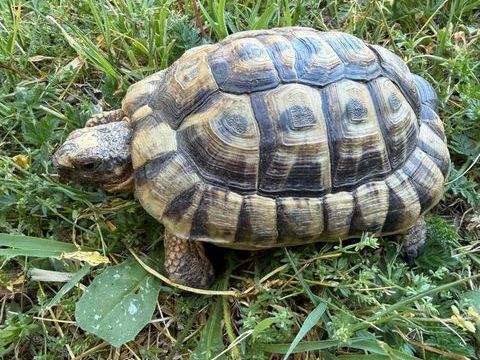 Tortue M&acirc;le n&eacute;e 3 ans 1/2 100 13300 Salon-de-provence