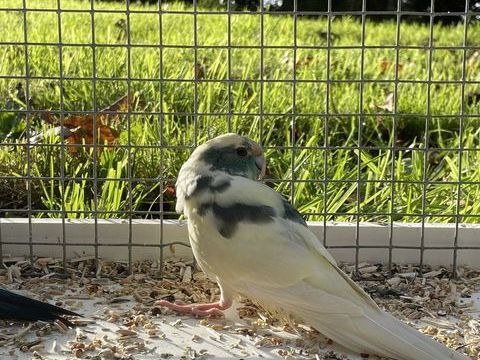 Perruches kakariki 50 29290 Milizac