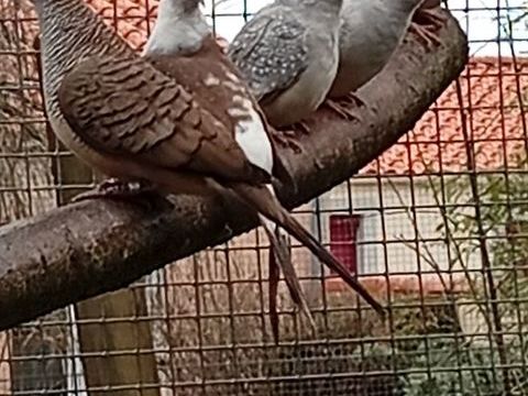 Colombes diamant et tourterelle blanche et grise 1 85130 La verrie