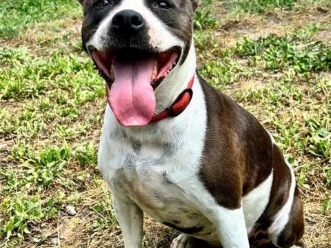 ARYA, boston terrier, 7 ans 0 26700 La garde-adhémar