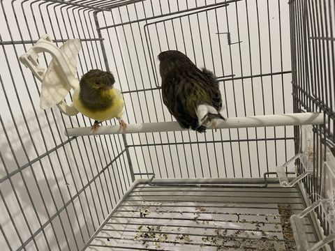 Couple canaris gloster 1 62590 Oignies