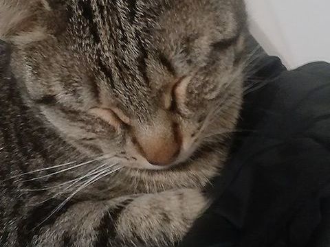 Chat tigré européen 0 69009 Lyon