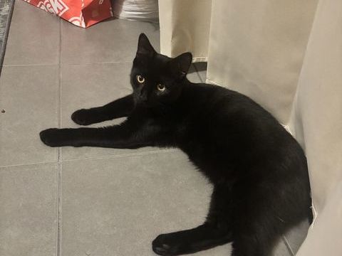 Chat de 6mois &agrave; donn&eacute;e 0 69290 Craponne