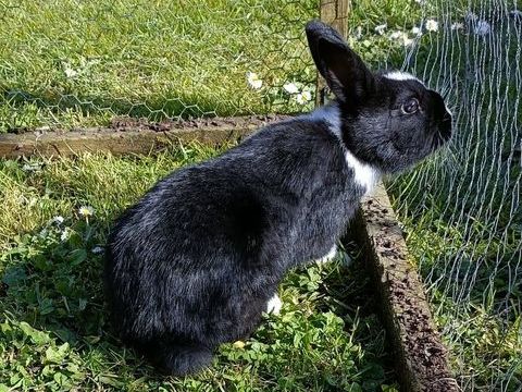 Lapin nain m&acirc;le 0 17250 La vall�e