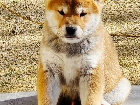 Chiot Shiba Inu 900 34570 Saussan