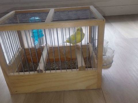 Canari harz 0 78420 Carrires-sur-seine