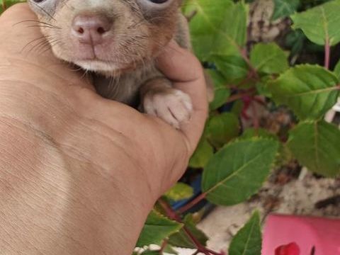 Chiots Chihuahuas LOFS 1400 75014 Paris