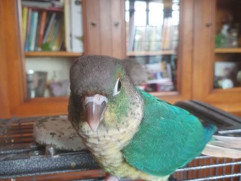 Pyrrhura molinae 100 13190 Allauch