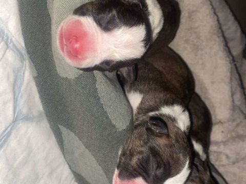 Bull terrier chiots à la réservation 0 13810 Eygalires