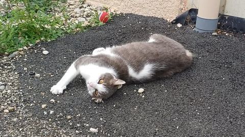 Chat FRIMOUSSE &agrave; l adoption 80 26130 Sol�rieux