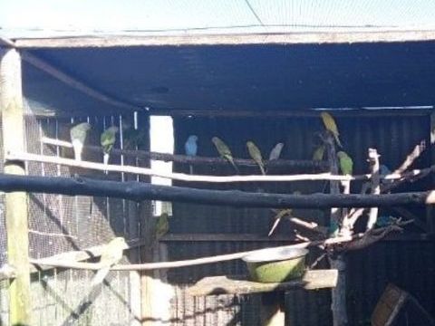 grande perruche a collier 150 14700 Noron-l'abbaye