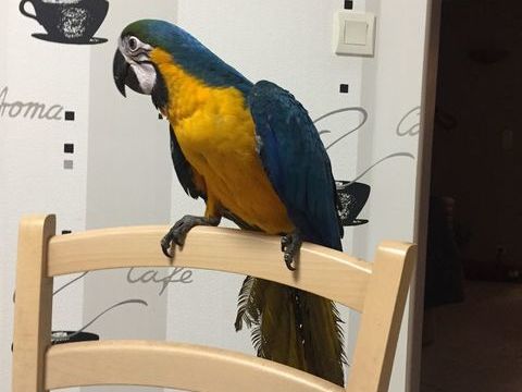 ARA Ararauna perroquet 1600 86000 Poitiers