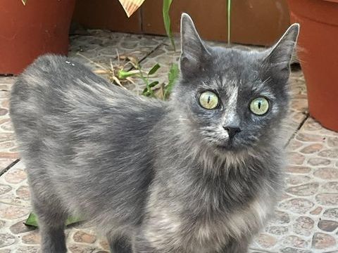 FRIDA 220 95610 ragny