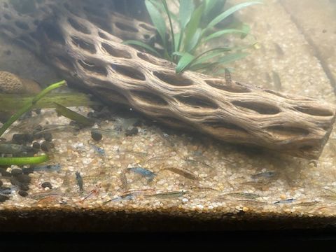 crevettes juveniles 1 91280 Saint-pierre-du-perray