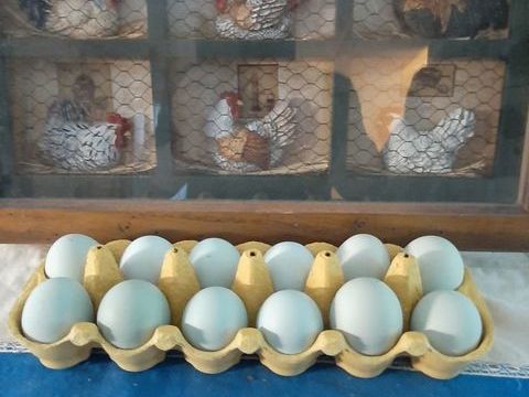 Oeufs de poules de Bavi&egrave;re f&eacute;cond&eacute;s &agrave; couver 2 68270 Wittenheim