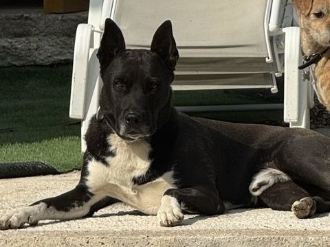 Donne gratuitement mon chien pour cause de s&eacute;paration. 0 34990 Juvignac